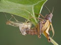 Grasshopper shedding Royalty Free Stock Photo