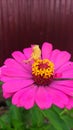 a grasshopper shedding its skin on a flower Royalty Free Stock Photo