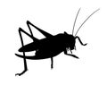 Grasshopper, side view,. Silhouette of grasshopper