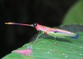 Grasshopper from Sinharaja Royalty Free Stock Photo