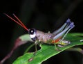 Grasshopper from Sinharaja Royalty Free Stock Photo