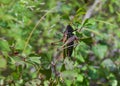 Grasshopper sits on a branch, Altai, Siberia