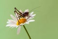 a grasshopper sits on a daisy and heats up in the early morning Royalty Free Stock Photo