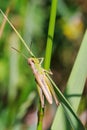 Grasshopper sits on the grass close-up. Macro photo of a grasshopper sitting on a sheet. Locust sitting in the grass. A green