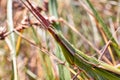 Grasshopper sits on the grass close-up. Macro photo of a grasshopper sitting on a sheet. Locust sitting in the grass. A green gras Royalty Free Stock Photo