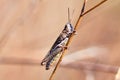 Grasshopper sits on the grass close-up. Macro photo of a grasshopper sitting on a sheet. Locust sitting in the grass. A green gras Royalty Free Stock Photo