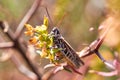 Grasshopper sits on the grass close-up. Macro photo of a grasshopper sitting on a sheet. Locust sitting in the grass. A green gras Royalty Free Stock Photo