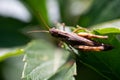 Grasshopper sits on a green leaf, macro photo Royalty Free Stock Photo