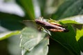 Grasshopper sits on a green leaf, macro photo Royalty Free Stock Photo