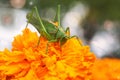 Grasshopper sits on a marigold. Royalty Free Stock Photo