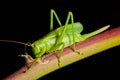 Grasshopper Royalty Free Stock Photo