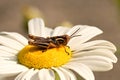 A grasshopper sits on top of a bloom of a Shasta Daisiy Royalty Free Stock Photo