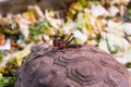 Grasshopper sits on a turtle that eats