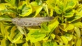 Grasshopper sitting on a blade of grass