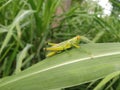 Grasshopper sitting on a blade of grass like vegetation.Â  Royalty Free Stock Photo