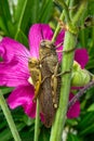 Grasshopper sitting on a common hollyhock in Trpanj, Dalmatia region, Croatia