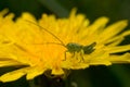 Grasshopper sitting on dandelion