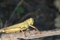 A Grasshopper Sitting On A Dead Twig