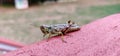 Grasshopper sitting on deck