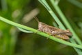 Grasshopper sitting on a flower stem in green jungle Royalty Free Stock Photo
