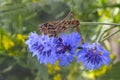 Grasshopper sitting on a flowered cornflower