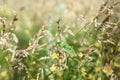 A grasshopper is sitting in the grass, just like a cucumber. it was green