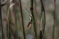 Grasshopper sitting on a grass stalk Royalty Free Stock Photo
