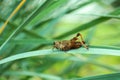 Grasshopper sitting on green grass in garden Royalty Free Stock Photo