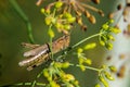 Grasshopper is sitting on a green grass. Royalty Free Stock Photo