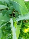 Grasshopper sitting on green leaves Royalty Free Stock Photo