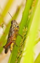 Grasshopper sitting on a leaf Royalty Free Stock Photo