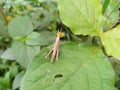 Grasshopper sitting on a leaf
