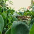 Grasshopper sitting on a leaf of a flower Royalty Free Stock Photo