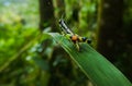 Grasshopper sitting on a leaf Royalty Free Stock Photo