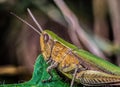 grasshopper sitting on a leaf on a summer day in macro Royalty Free Stock Photo