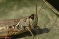 Grasshopper sitting on a leaf on a sunny day in Beach, North Dakota