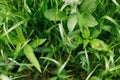 Grasshopper sitting on leaves and grass in green meadow. Top view Royalty Free Stock Photo