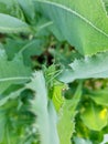 grasshopper sitting on leaves Royalty Free Stock Photo