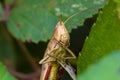 Grasshopper watching the surroundings between leaves.