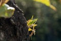 Grasshopper sitting on a small leaf on a big tree, selected focus Royalty Free Stock Photo