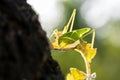 Grasshopper sitting on a small leaf on a big tree, selected focus