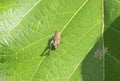 Grasshopper sitting on Teak Tree Green Leaf in the Forest