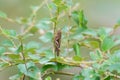 Grasshopper on Thorny Plant