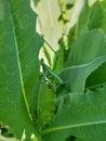 grasshopper sitting on young green leaves Royalty Free Stock Photo