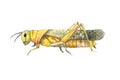 Grasshopper sketch. Hand drwan watercolor sketch of grasshopper.