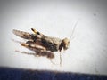 Grasshopper Royalty Free Stock Photo