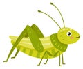 Grasshopper with smiling face. Green insect cartoon character Royalty Free Stock Photo