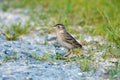 Grasshopper Sparrow