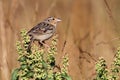 Grasshopper Sparrow (Ammodramus savannarum)