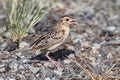 Grasshopper Sparrow (Ammodramus savannarum) Royalty Free Stock Photo